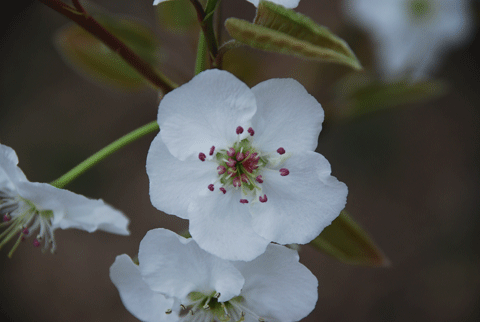 踏青(图1)